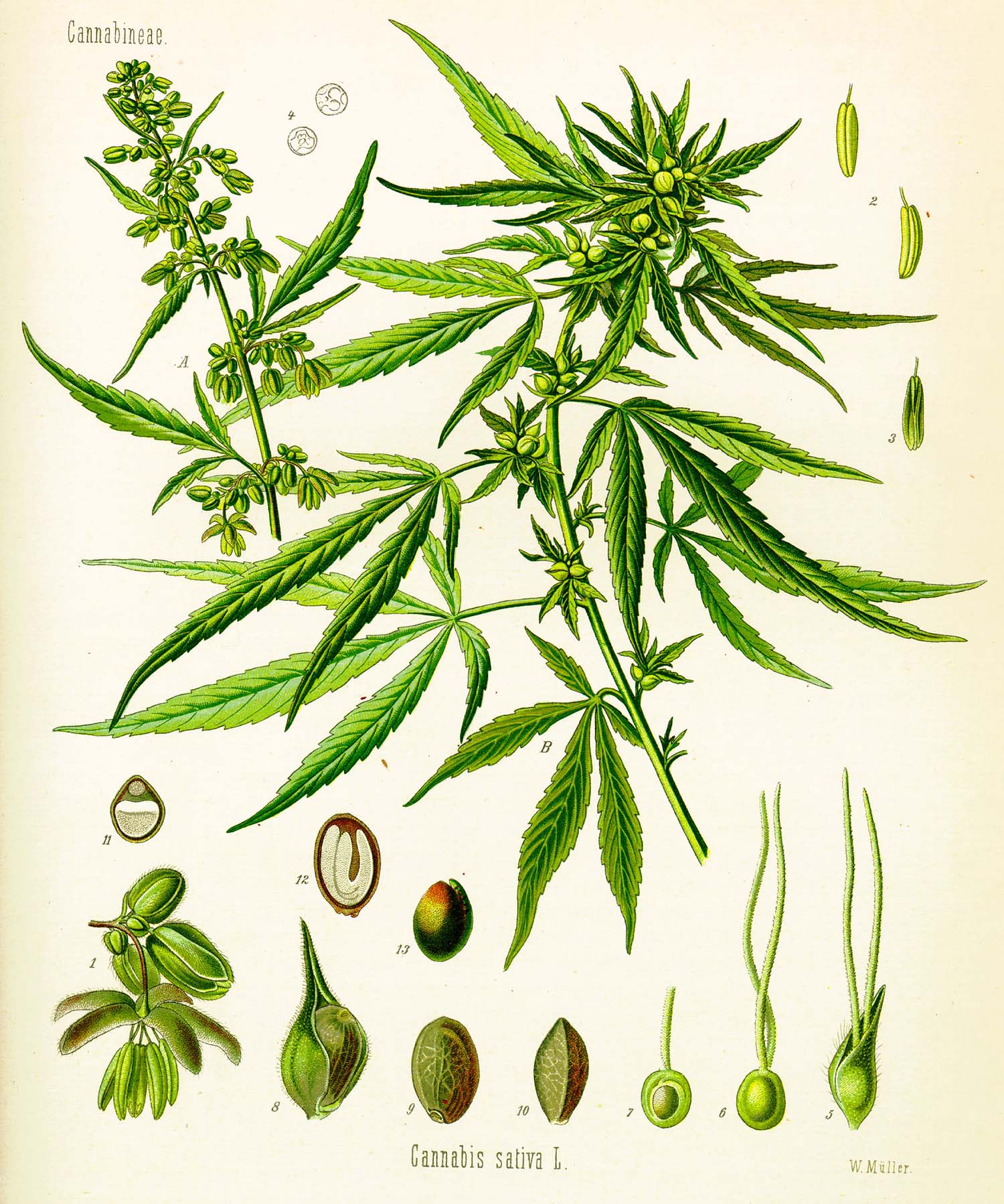 Cannabis_sativa_(Köhler).jpg