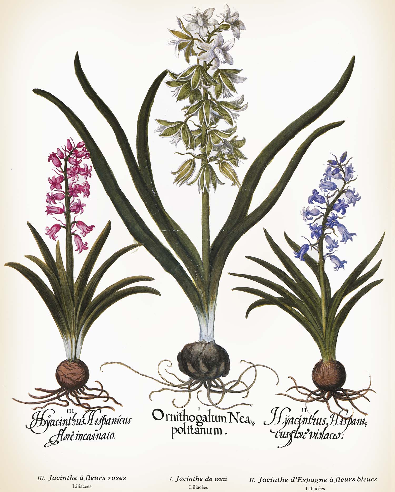 BLOMSTERLÖKAR-1.jpg
