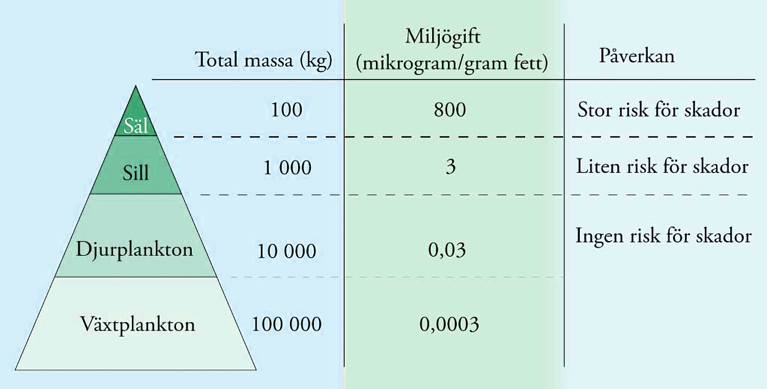 Bi79Biomagnifikation-1500.jpg